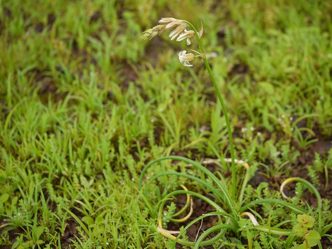 Dipcadi montanum: Liliaceae (lily family) » Dipcadi montanum (Dalzell) Baker DIP-kad-ee -- a Turkish name for the musk hyacinth ... Dave's Botanary MON-tah-nuh or mon-TAY-nuh --