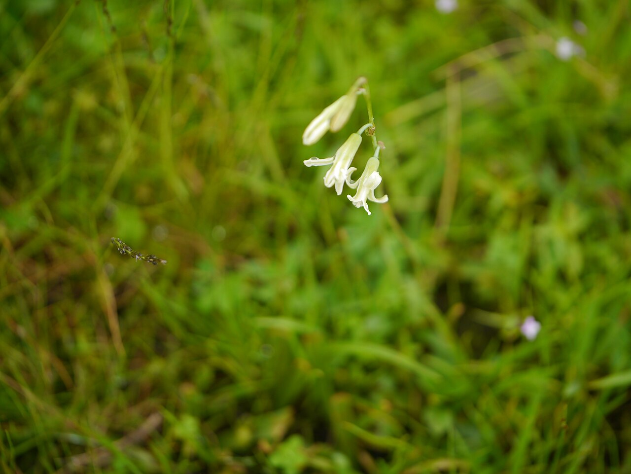 Dipcadi montanum: Liliaceae (lily family) » Dipcadi montanum (Dalzell) Baker DIP-kad-ee -- a Turkish name for the musk hyacinth ... Dave's Botanary MON-tah-nuh or mon-TAY-nuh --