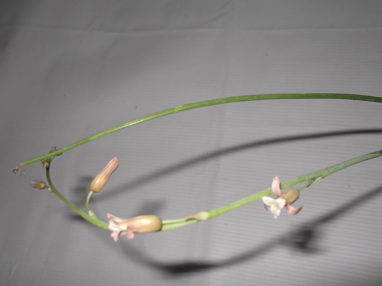 Dipcadi montanum: Bulbous plant.