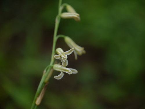 Dipcadi saxorum (Dipcadi saxorum)