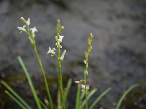 Dipcadi saxorum (Dipcadi saxorum)