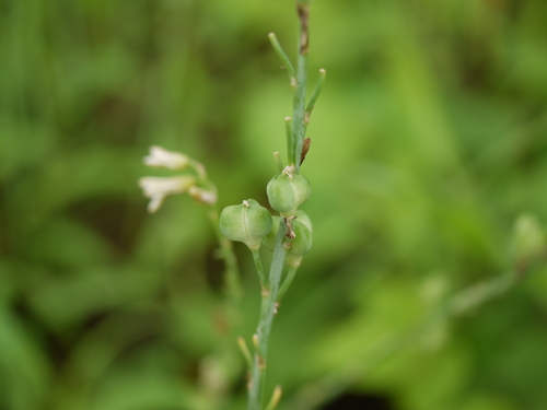 Dipcadi saxorum (Dipcadi saxorum)