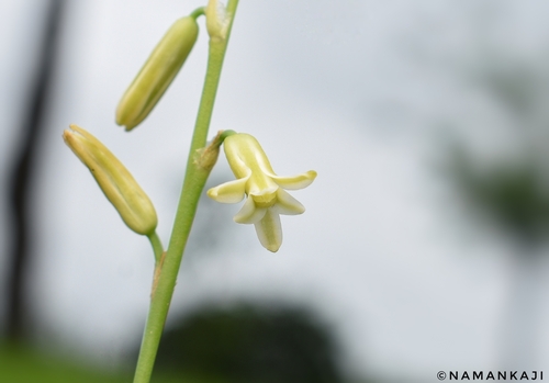 Dipcadi saxorum (Dipcadi saxorum)
