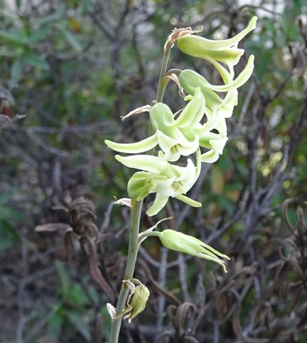 Dipcadi serotinum (Dipcadi serotinum)