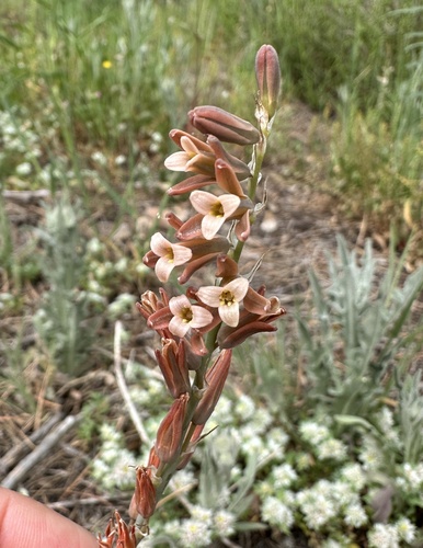 Dipcadi serotinum (Dipcadi serotinum)