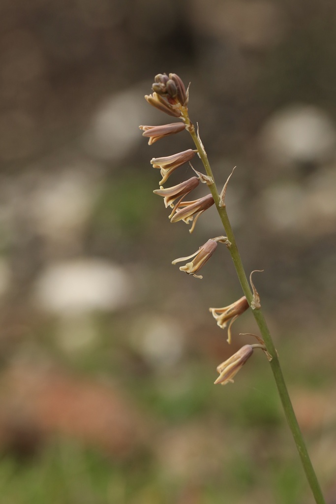 Dipcadi serotinum (Dipcadi serotinum)