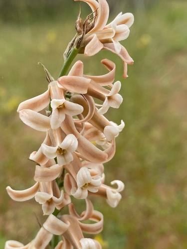 Dipcadi serotinum (Dipcadi serotinum)
