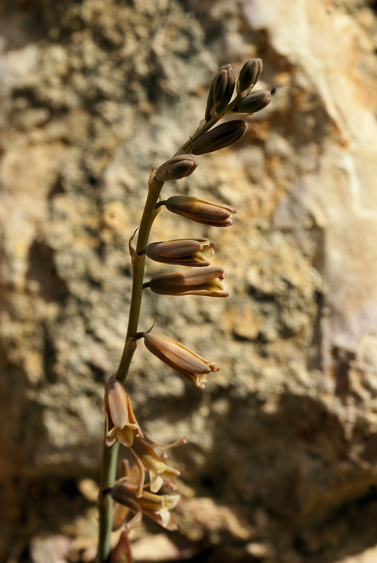 Dipcadi serotinum: Brown-flowered Squill near el Perelló, Catalonia, Spain