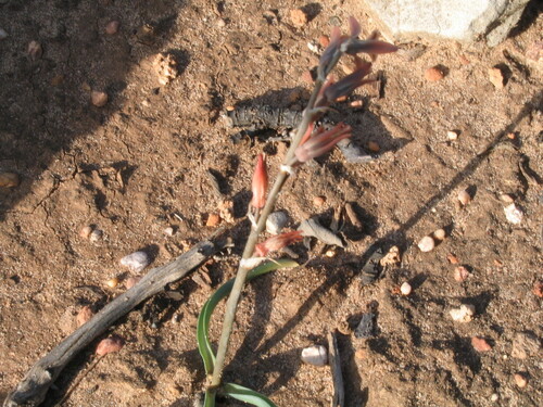 Dipcadi serotinum (Dipcadi serotinum)