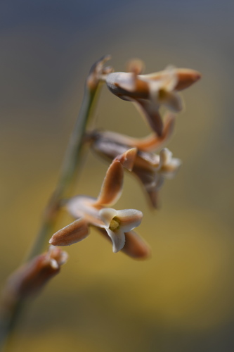 Dipcadi serotinum (Dipcadi serotinum)