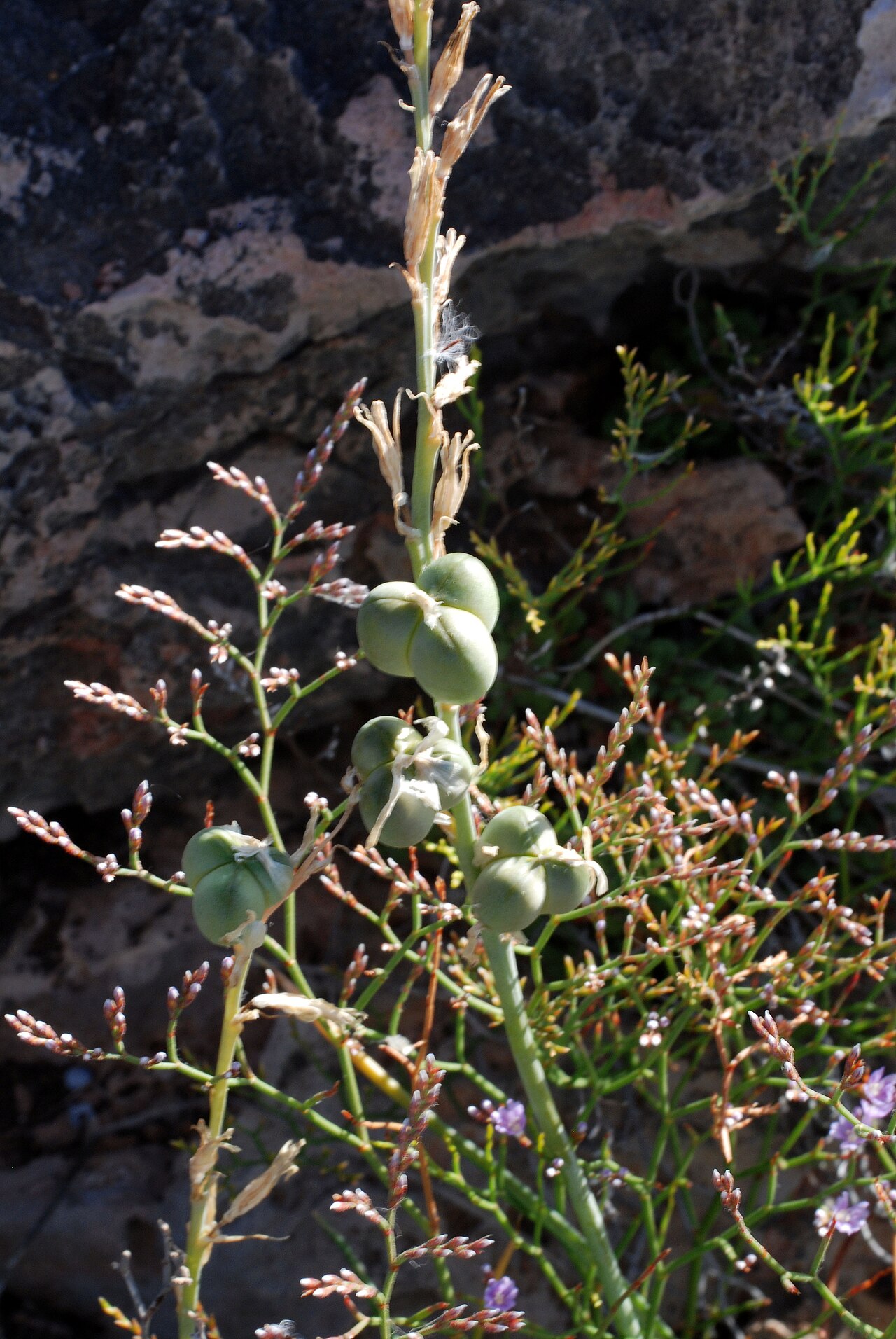 Dipcadi serotinum: Fruits of Dipcadi serotinum , Cap Blanc, San Antonio, Ibiza