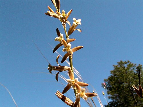 Dipcadi serotinum: Dipcadi serotinum . In Torà (Segarra - Catalunya). To 610 m. altitude