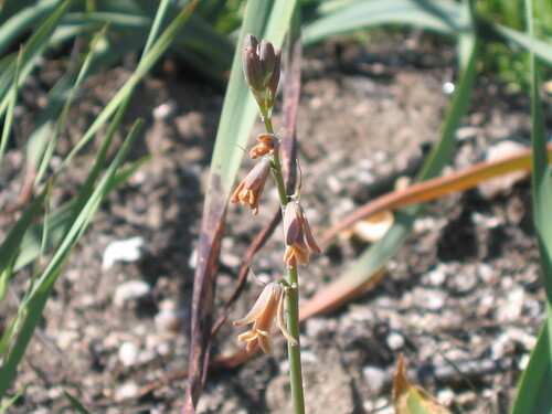 Dipcadi serotinum (Dipcadi serotinum)