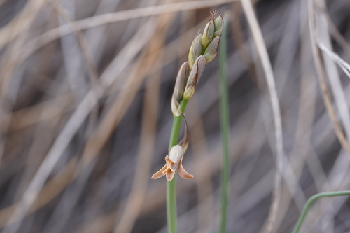 Dipcadi serotinum (Dipcadi serotinum)