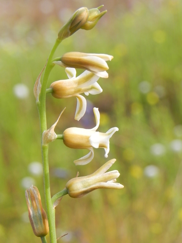 Dipcadi ursulae (Dipcadi ursulae)