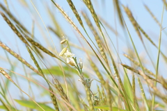 Dipcadi ursulae (Dipcadi ursulae)