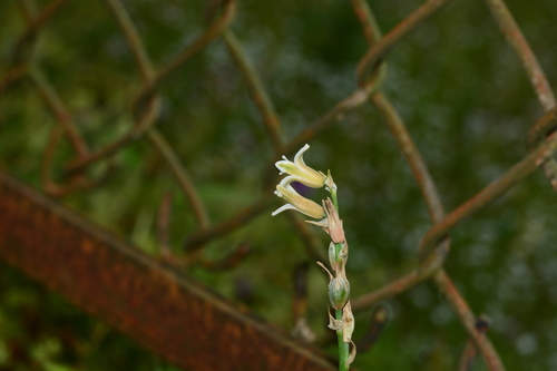 Dipcadi ursulae (Dipcadi ursulae)