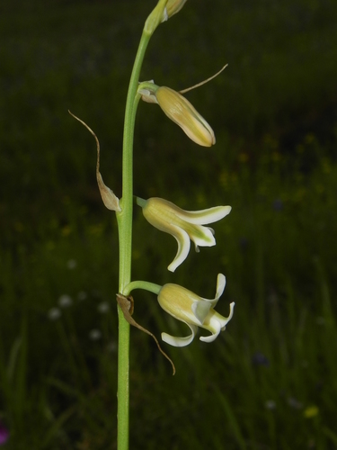 Dipcadi ursulae (Dipcadi ursulae)