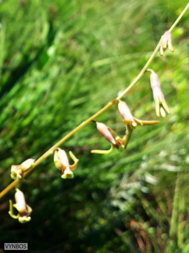 Dainty green bells (Dipcadi viride)