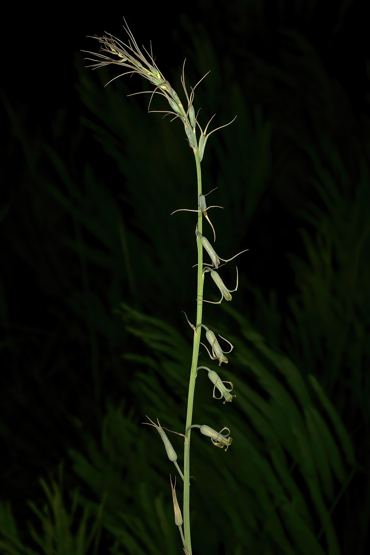 Dainty green bells: Dipcadi viride , top part of inflorescence; in grassland on shale, University of Pretoria Experimental Farm, Hillcrest, Pretoria, Gauteng, South Africa