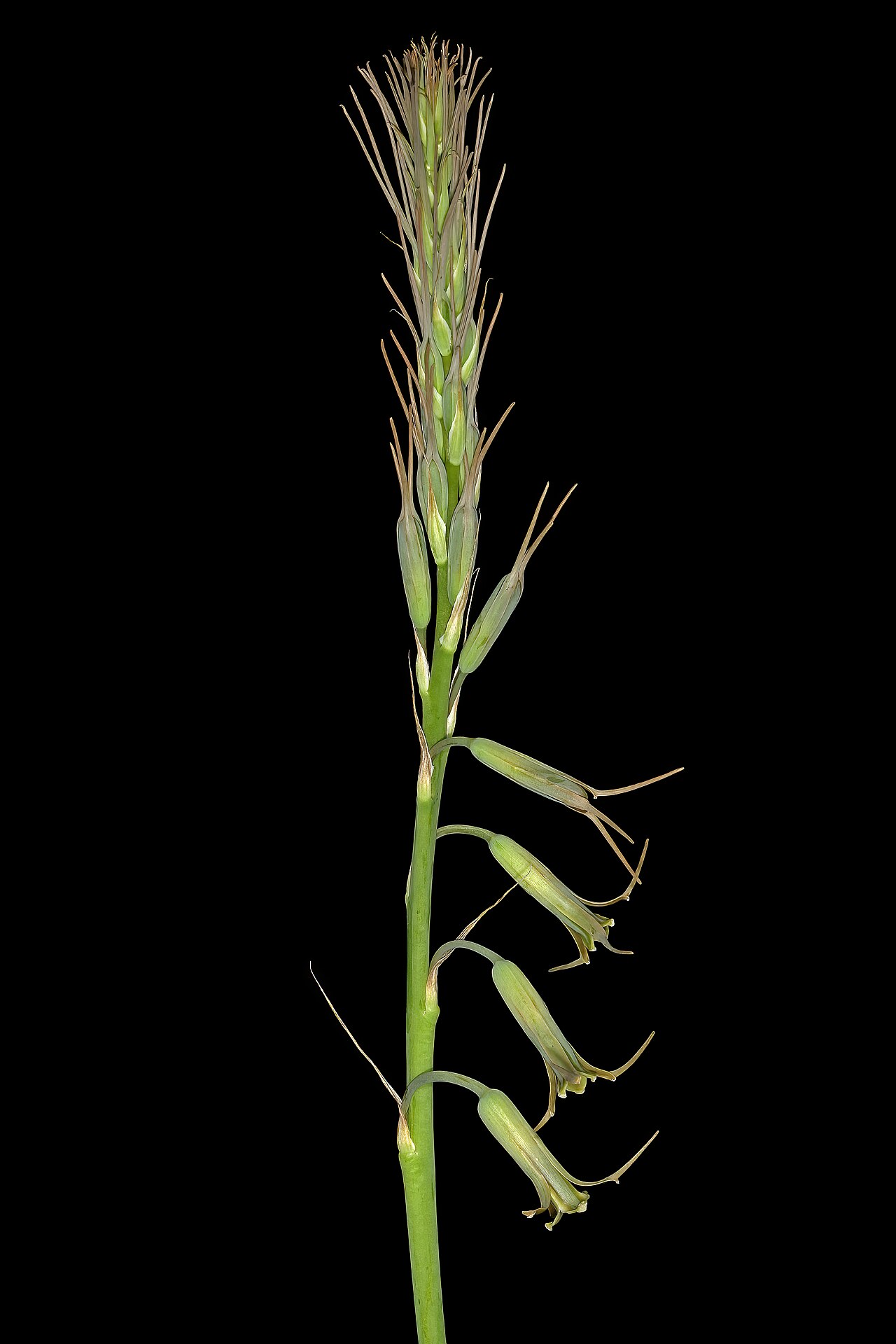 Dainty green bells: Dipcadi viride , top part of inflorescence; in grassland on shale, University of Pretoria Experimental Farm, Hillcrest, Pretoria, Gauteng, South Africa