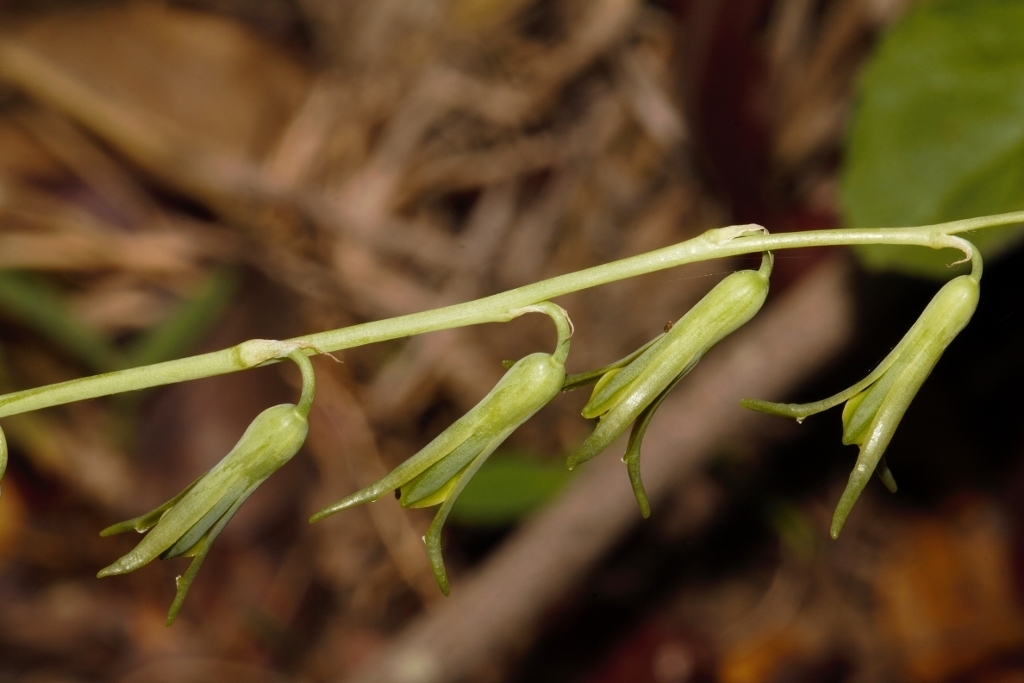Dainty green bells (Dipcadi viride)