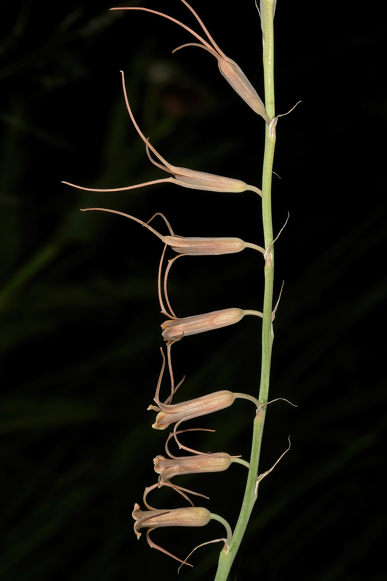 Dainty green bells: Dipcadi viride , flowers; in grassland on shale, University of Pretoria Experimental Farm, Hillcrest, Pretoria, Gauteng, South Africa