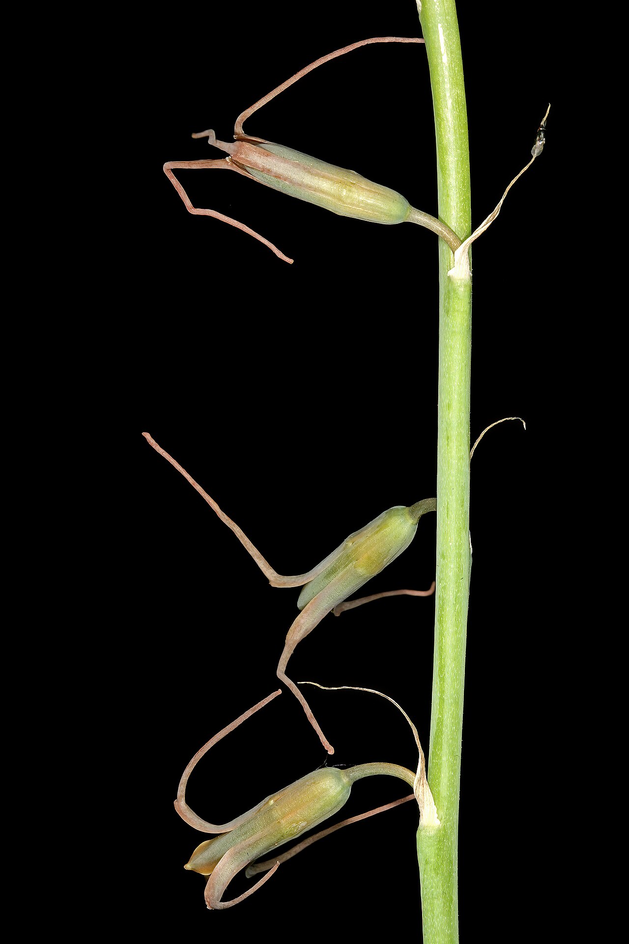 Dainty green bells: Dipcadi viride , flowers; Manie van der Schijff Botanical Garden, University of Pretoria, Pretoria, Gauteng, South Africa