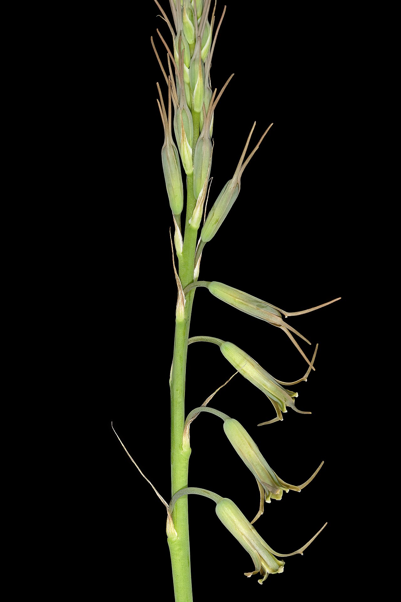 Dainty green bells: Dipcadi viride , top part of inflorescence; in grassland on shale, University of Pretoria Experimental Farm, Hillcrest, Pretoria, Gauteng, South Africa