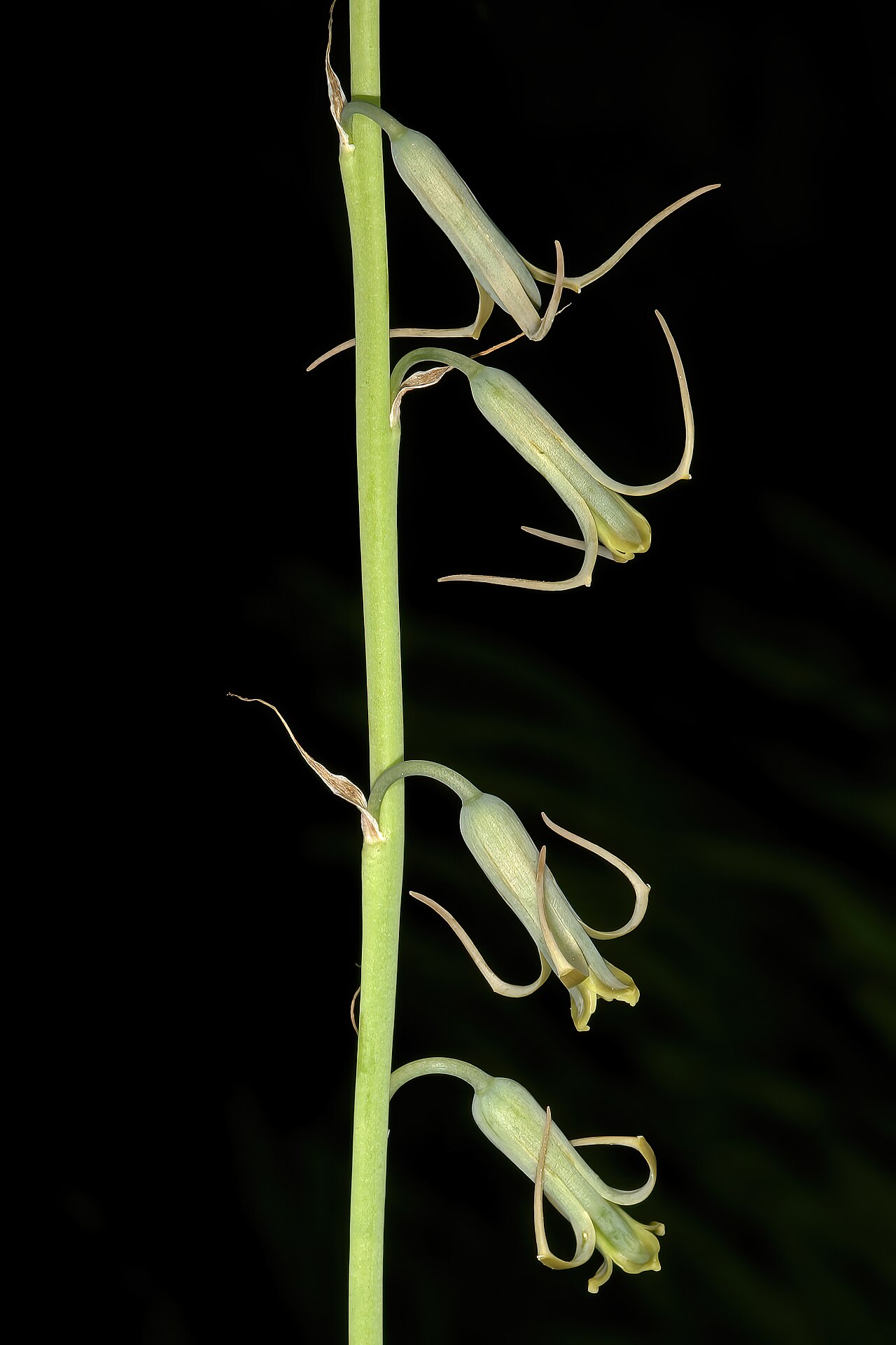 Dainty green bells: Dipcadi viride , flowers; in grassland on shale, University of Pretoria Experimental Farm, Hillcrest, Pretoria, Gauteng, South Africa