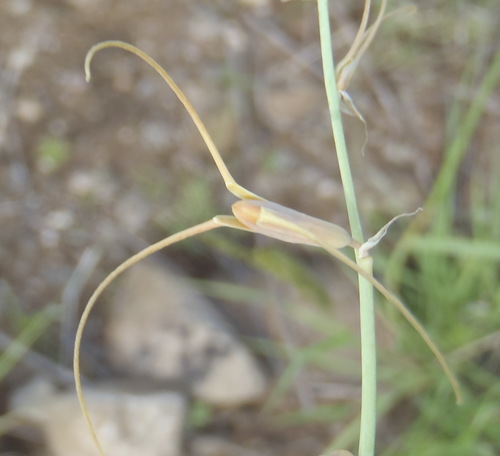 Dainty green bells (Dipcadi viride)
