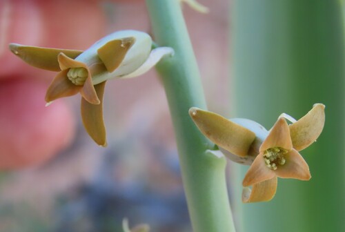 Dainty green bells (Dipcadi viride)