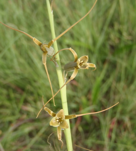 Dainty green bells (Dipcadi viride)