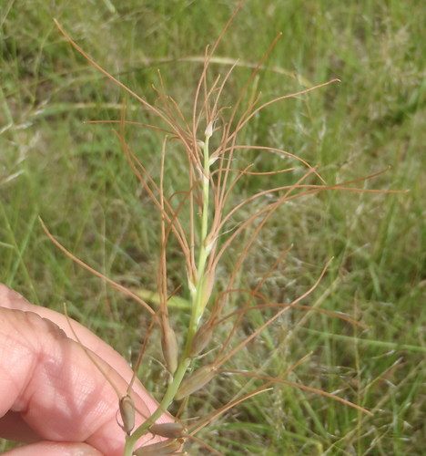 Dainty green bells (Dipcadi viride)
