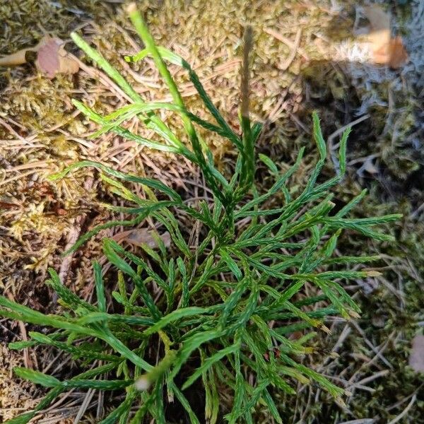 Complanate clubmoss (Diphasiastrum complanatum)