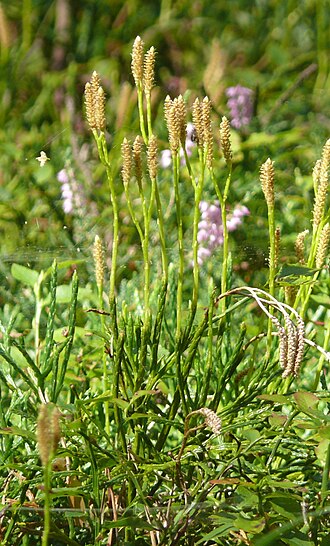 Complanate clubmoss: Diphasiastrum complanatum , Fränkisches Keuper-Lias-Land