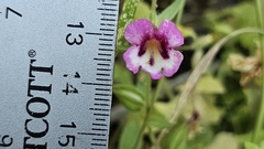 Diplacus compactus (Diplacus compactus)