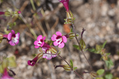 Diplacus compactus (Diplacus compactus)