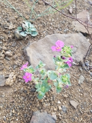 Cusick's monkeyflower (Diplacus cusickii)