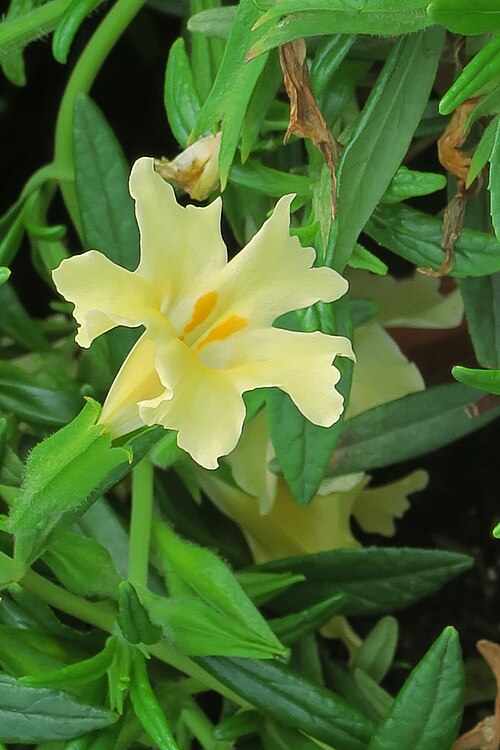Largeflower bush monkeyflower: Available at Regional Parks Botanic Garden fall plant sale, Saturday, October 3, 2015