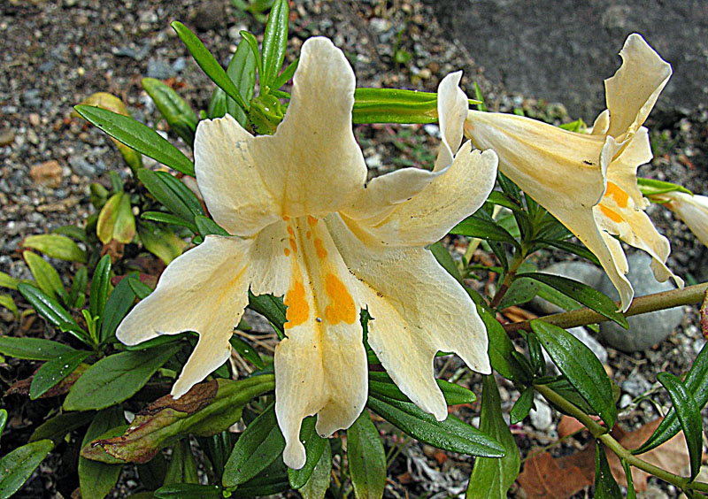 Largeflower bush monkeyflower: Likely the same as Mimulus bifidus and Diplacus grandiflorus. Its common names include Sticky Monkeyflower and Bush Monkeyflower. The genus is native to Califor
