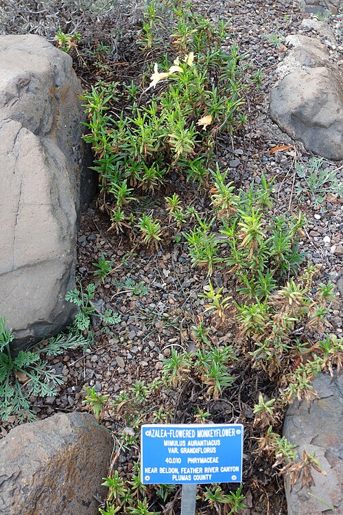 Largeflower bush monkeyflower: Botanical specimen in the Regional Parks Botanic Garden, Berkeley, California, USA.