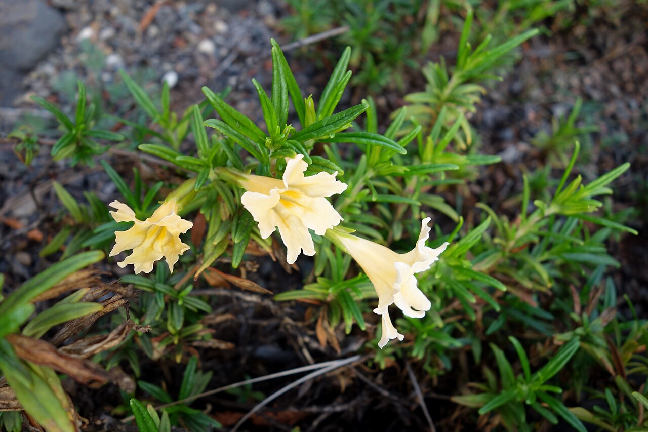 Largeflower bush monkeyflower: Botanical specimen in the Regional Parks Botanic Garden, Berkeley, California, USA.