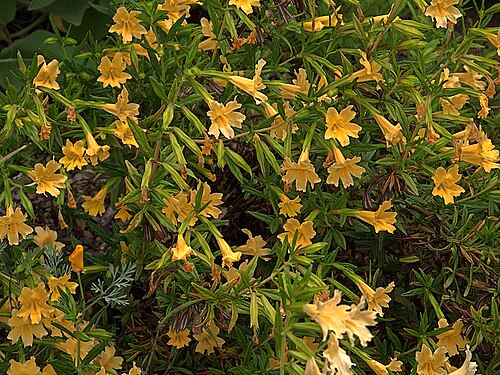 Largeflower bush monkeyflower: Mimulus aurantiacus var. grandiflorus—sticky monkeyflower. "Aurantiacus" means "orangish"; "grandiflorus", "big-flowered. The color of the flower can range from