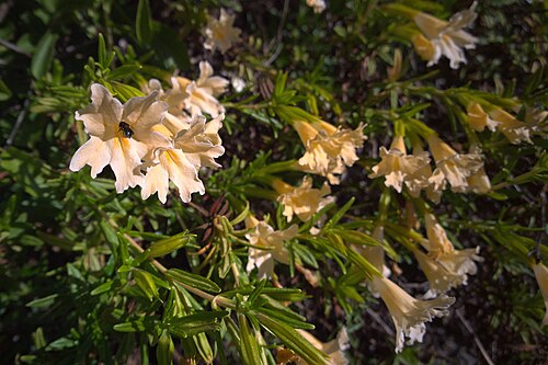 Largeflower bush monkeyflower: Mimulus aurantiacus var. grandiflorus—large-flowered bush monkeyflower. Grows below 4000 feet on the west side of the north and central Sierra Nevada. Also grow