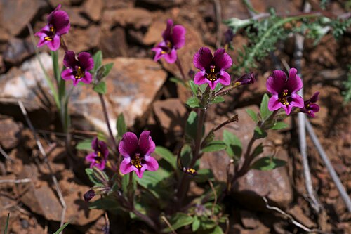 Kellogg's monkeyflower: Mimulus kelloggii — Kellogg's monkeyflower. Photographed on Old State Highway 20 just northwest of Blue Lakes , on the Lake and Mendocino County Border, Califor