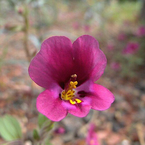 Kellogg's monkeyflower: Mimulus kelloggii. A pretty little annual from northern California and southern Oregon. Grows on scree, disturbed soils, and bare spots: in other words, where n
