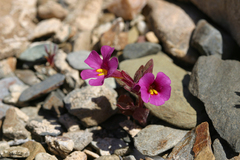 Diplacus parryi (Diplacus parryi)