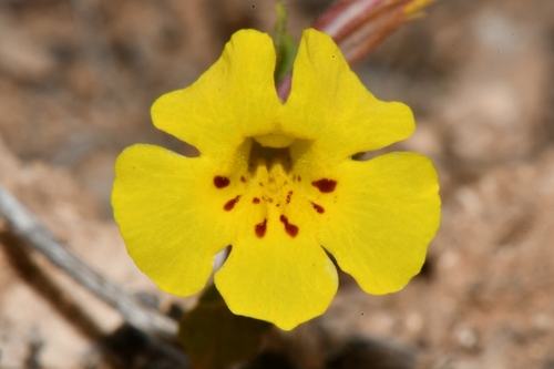 Diplacus parryi (Diplacus parryi)
