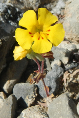 Diplacus parryi (Diplacus parryi)